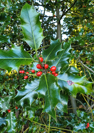 holly sprig